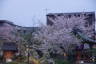 Photo ID: 057053, Cherry Blossom in the temple (174Kb)