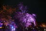 Photo ID: 057067, Floodlit Cherry Trees (167Kb)
