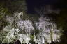 Photo ID: 057069, Cherry Trees at night (196Kb)