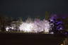 Photo ID: 057078, Floodlit Cherry Trees (111Kb)