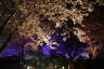 Photo ID: 057079, Beneath the cherry trees (218Kb)