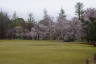 Photo ID: 057109, Cherry Trees in the castle grounds (165Kb)