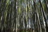 Photo ID: 057127, Bamboo trunks (217Kb)