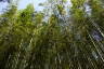 Photo ID: 057128, Bamboo canopy (304Kb)