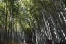 Photo ID: 057130, Inside the bamboo forest (246Kb)