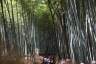 Photo ID: 057131, Inside the bamboo forest (219Kb)