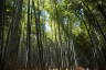 Photo ID: 057134, Bamboo (231Kb)