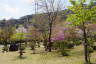 Photo ID: 057144, Arashiyama Park (251Kb)