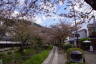 Photo ID: 057227, Blossom covered path (244Kb)