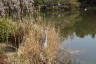Photo ID: 057384, Heron in the reeds (215Kb)