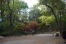 Photo ID: 057472, In Momiji valley (228Kb)
