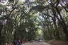 Photo ID: 057568, Forest around the Meiji Jingu Temple (249Kb)
