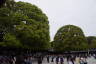 Photo ID: 057577, Two camphor trees flanking the temple (156Kb)