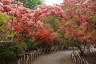 Photo ID: 057589, Into the Rhododendron gardens (246Kb)
