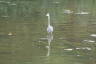 Photo ID: 057688, Heron wading on the Moselle (132Kb)