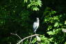Photo ID: 057848, Heron on a branch (178Kb)