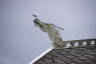Photo ID: 058337, Dragons on the top of buildings (96Kb)