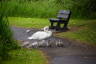 Photo ID: 058676, A swan family out for a Sunday Walk (181Kb)