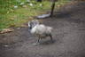 Photo ID: 058678, The boldest of signets (173Kb)