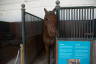Photo ID: 058890, Inside the stables (138Kb)