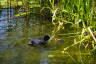 Photo ID: 058909, Duck and Duckling (230Kb)