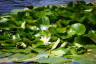 Photo ID: 058910, Water Lilly in bloom (185Kb)
