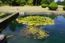 Photo ID: 059297, Lilly pads (193Kb)