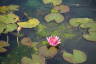 Photo ID: 059298, Water Lilly (148Kb)