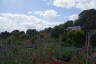 Photo ID: 059305, View across the walled garden (157Kb)