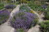 Photo ID: 059307, Lavender in full bloom (265Kb)