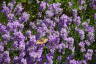 Photo ID: 059308, Butterflies and bees in the lavender (247Kb)