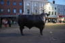 Photo ID: 059596, Hereford Bull (127Kb)