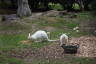 Photo ID: 059735, Albino Wallabies (203Kb)