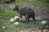 Photo ID: 059737, Lunchtime for the Wallabies (208Kb)