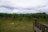 Photo ID: 059738, Looking down the Vineyard (134Kb)
