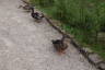 Photo ID: 059749, Some of the local residents out for a stroll (212Kb)
