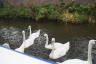 Photo ID: 059878, Swans inspecting the canal boat (180Kb)