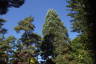 Photo ID: 060590, Tall trees and blue skies (207Kb)