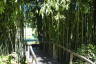 Photo ID: 060596, The Bamboo forest (222Kb)