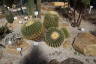 Photo ID: 060607, Cacti (227Kb)