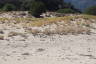 Photo ID: 060851, A nesting site, marked to protect it (201Kb)