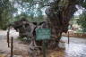 Photo ID: 060879, Gnarled trunk (238Kb)