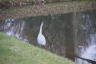 Photo ID: 061823, A heron reviews the water (135Kb)