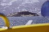 Photo ID: 064829, Small island in the fjord (132Kb)