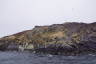 Photo ID: 064841, Approaching the puffins (142Kb)