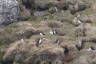Photo ID: 064843, Puffins nesting (169Kb)