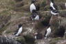 Photo ID: 064845, Not just puffins (159Kb)