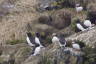 Photo ID: 064847, Part of the Puffin Colony (183Kb)