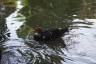 Photo ID: 065625, Canards et poules d'eau (174Kb)