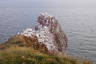 Photo ID: 066041, One of the gannet colonies (186Kb)